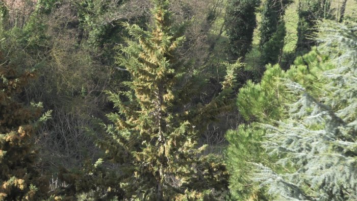 bimbo di 8 anni chiama il sindaco e ripianta i fiori