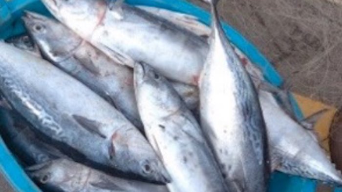 pesca illegale sequestrata una rete e 31 tonnetti