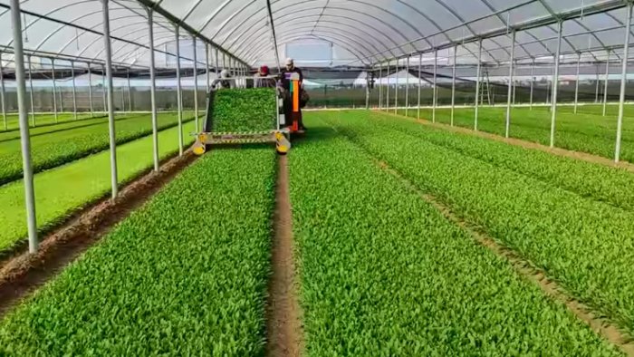 coldiretti arriva sui mercati la rucola piana del sele igp