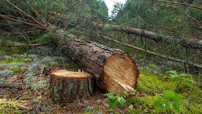 furto di piante di castagno scoperto e denunciato 30enne di volturara irpina