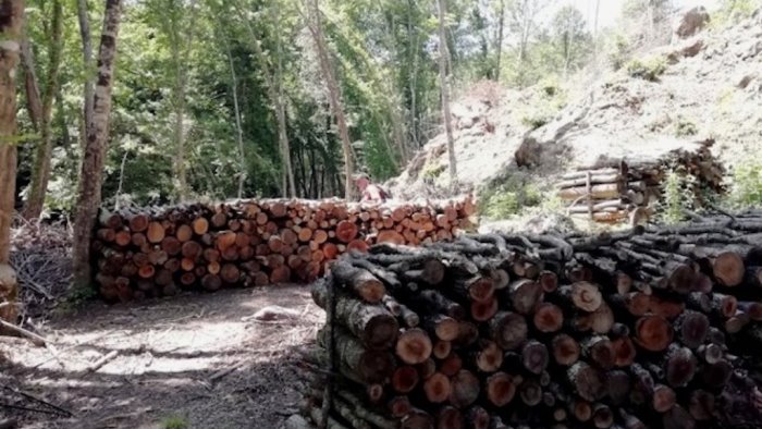 taglio boschivo non autorizzato ad avella denunciato titolare di un azienda