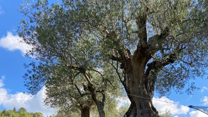 ecco aulivello una nuova varieta di oliva scoperta nel sannio