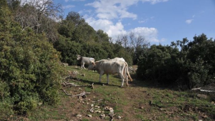 pascolo abusivo denunciato il titolare di un azienda a sapri