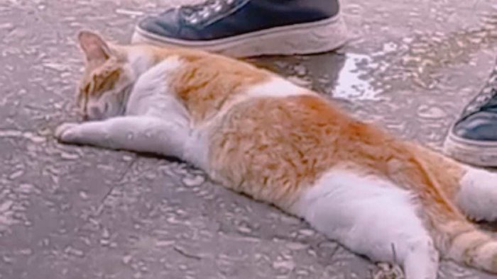 strage nella colonia felina avvelenati sette gatti