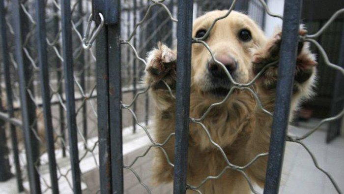 39 cani chiusi in gabbie strette e senza tettoia 30enne denunciata a montoro