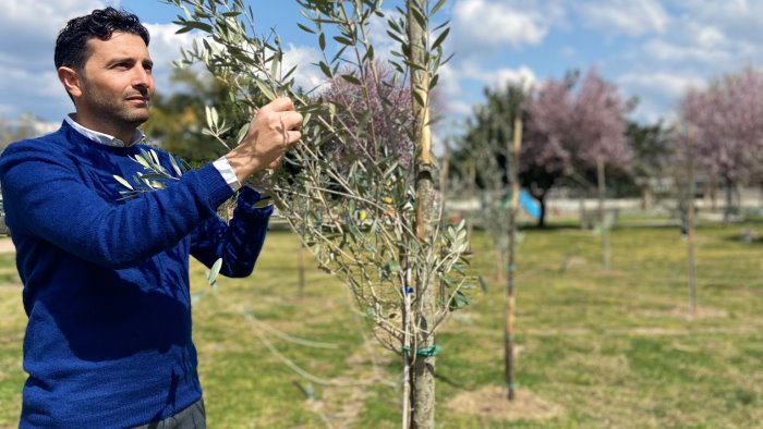 pontecagnano 51 alberi in via raffello sanzio un nuovo polmone verde in citta