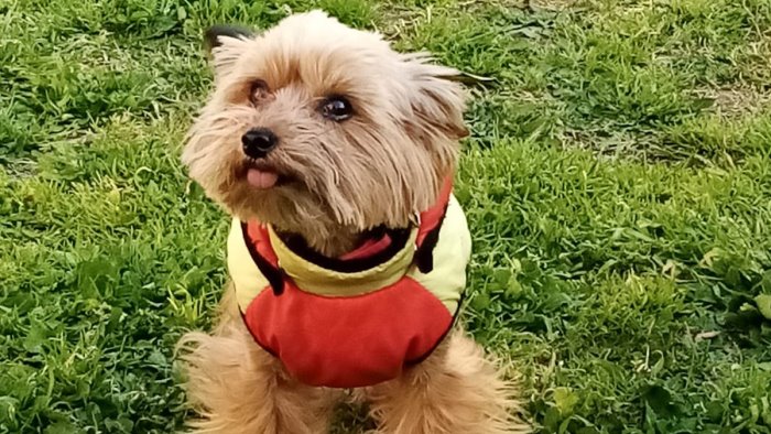 betty la cagnolina fuggita dalla guerra trova casa a nocera superiore