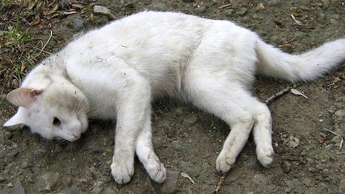 gatti avvelenati c e un nuovo caso a vallo della lucania
