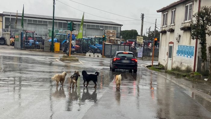 randagismo fuori controllo in valle ufita pericoli tra ariano e grottaminarda