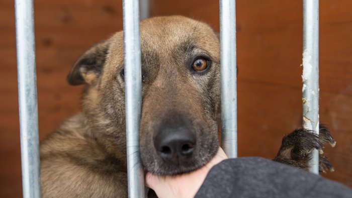 canile lager a giugliano cuccioli lasciati nelle proprie feci