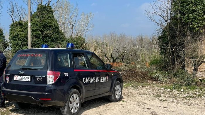 olivi secolari tagliati con la motosega e giallo a dugenta