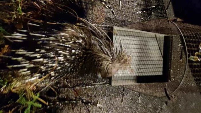 esemplare di istrice ferito specie protetta soccorso in irpinia a bonito