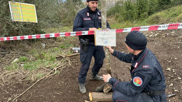 caserta scoperta e sequestrata pista di esbosco abusiva