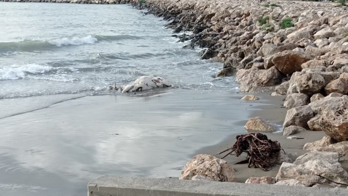 orrore in spiaggia a santa teresa la mareggiata porta una carcassa animale