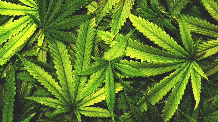 coltivazione cannabis raccolta firme a benevento