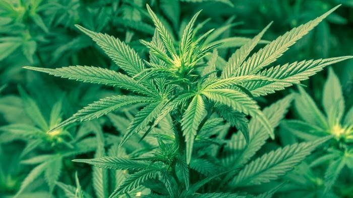 coltivava cannabis in casa denunciato un 22enne