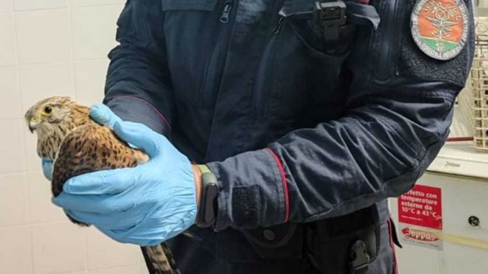 falco ferito salvato dai carabinieri forestali ad eboli