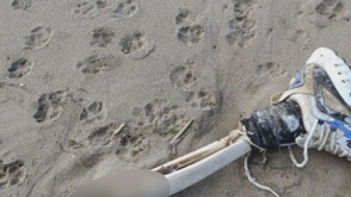 resti umani sulla spiaggia di paestum trovato un altro arto identico in calabria