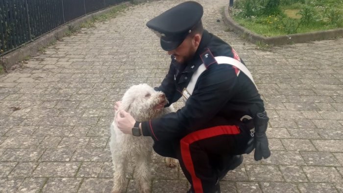 i carabinieri ritrovano ciro cucciolo di lagotto rubato la vigilia di natale