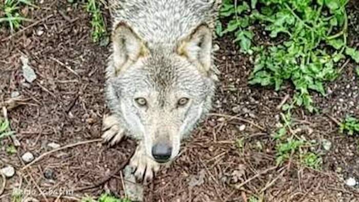 bisaccia lupa uccisa a colpi di arma da fuoco nella notte shock in irpinia