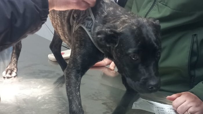 battipaglia cani maltrattati da un senzatetto blitz di vigili ed asl