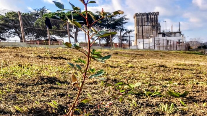 monterusciello rinasce con la foresta urbana 60mila alberi al posto dei rifiuti