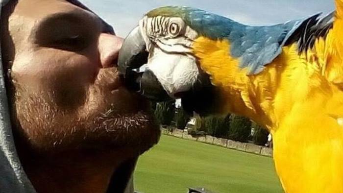 angri il pappagallo dorian potra uscire di casa e volare