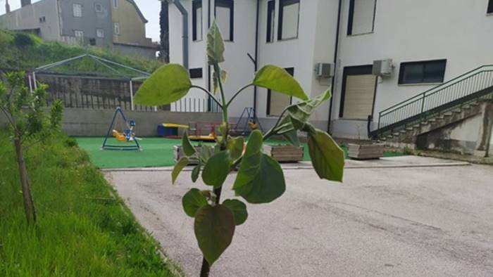 il circolo viticoltori pianta alberi in sicurezza