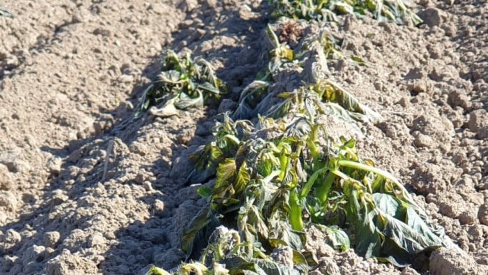 a rischio colture ortive e frutteti nella pianura casertana