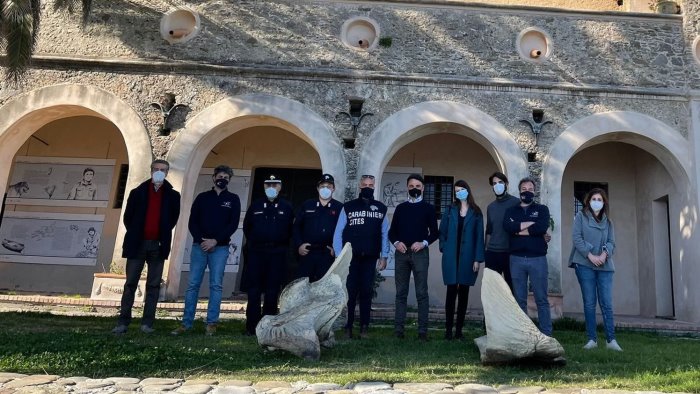 i resti del cetaceo ritrovati a montecorice esposti a pollica