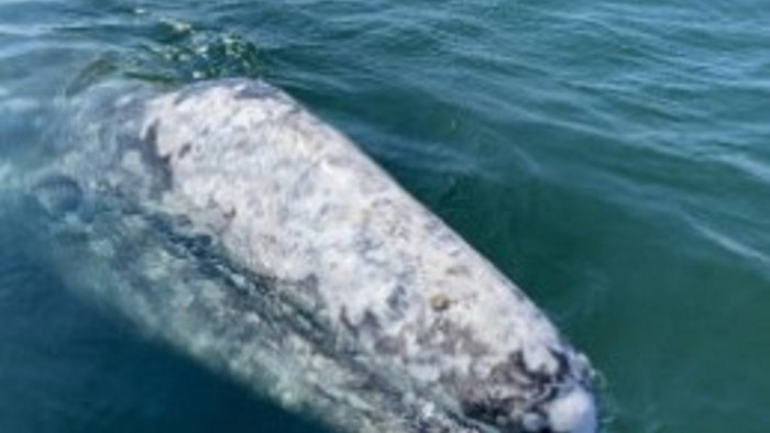 insieme per la salvaguardia dell ambiente