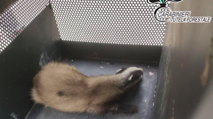 san cipriano picentino il tasso ferito torna in liberta