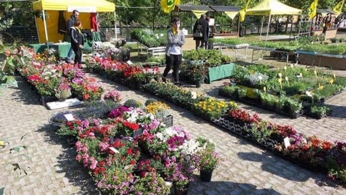 fiori piante e prodotti tipici torna salerno in flora