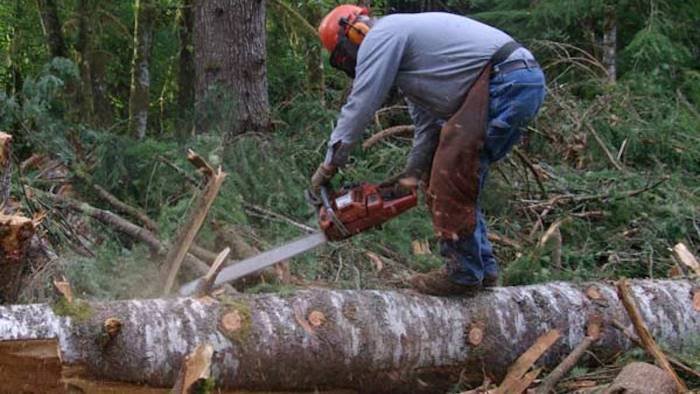 forestali alla comunita partenio vallo lauro al via con gli stagionali