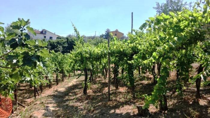 fondovalle vitulanese maglione considerare alternative per vigneto