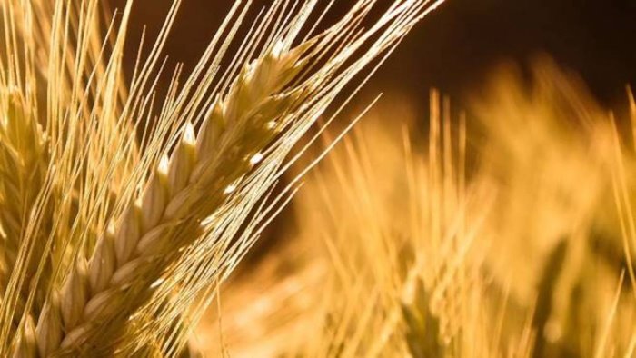 ucraina coldiretti 100 mld costi per grano e mais in 2 mesi guerra