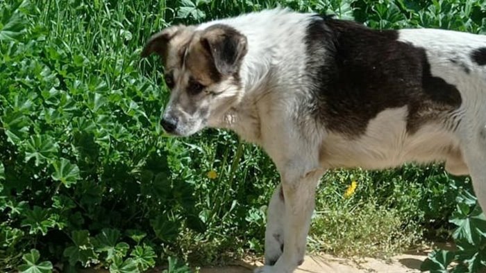 cane ferito da una fucilata a savignano irpino indaga la procura di benevento