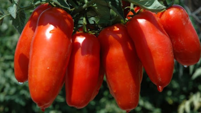 lo scempio del san marzano al brennero ecco il pomodoro olandese