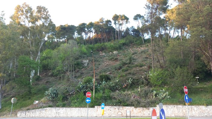 lavori monte pugliano legambiente a rischio tutto il bosco di latifoglie