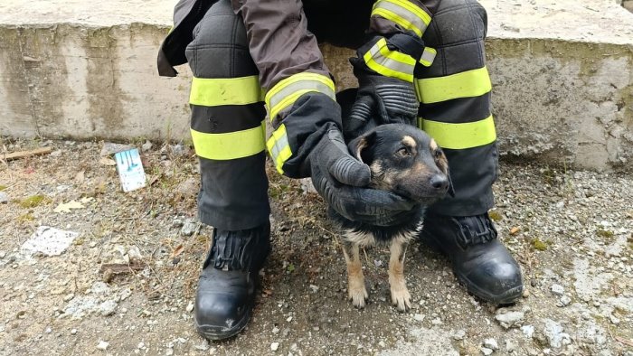 scappa di casa e finisce nel fiume sabato cagnolino salvato dai vigili