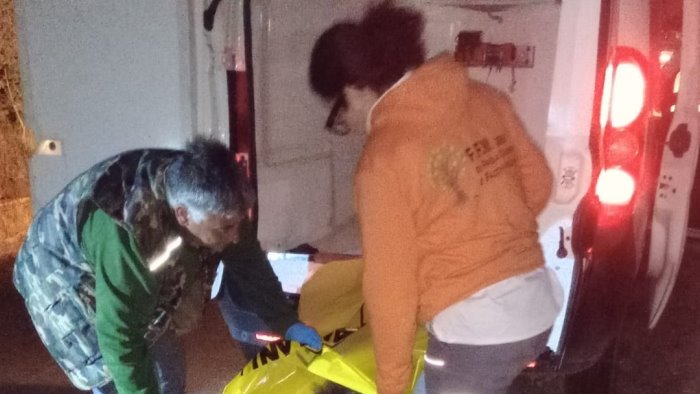 femmina di cinghiale incinta uccisa con arma da fuoco