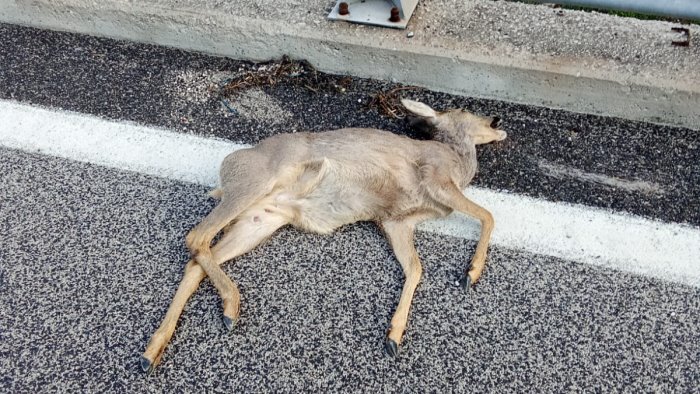 capriolo femmina vagante investito e ucciso lungo l ofantina
