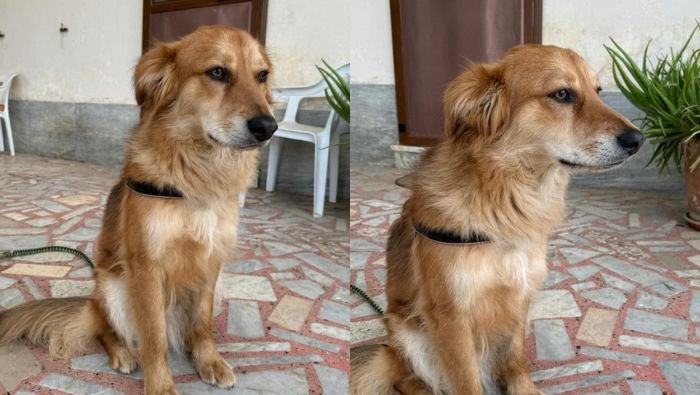 colpo di fulmine al ritorno dalla fiera di venticano