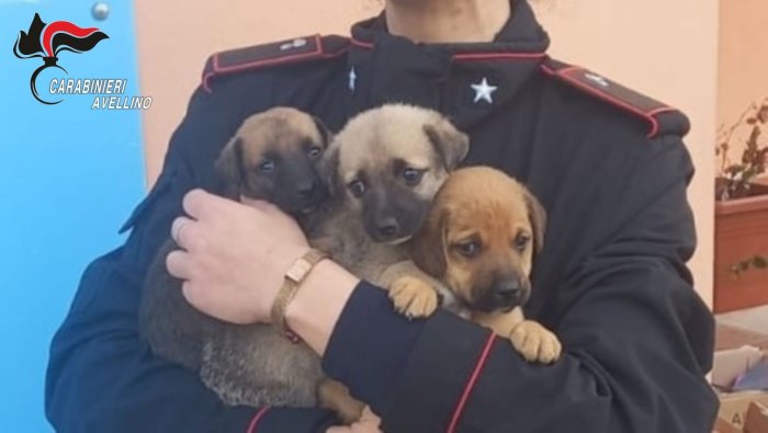 tre cuccioli abbandonati salvati da tragica fine bel gesto dei carabinieri