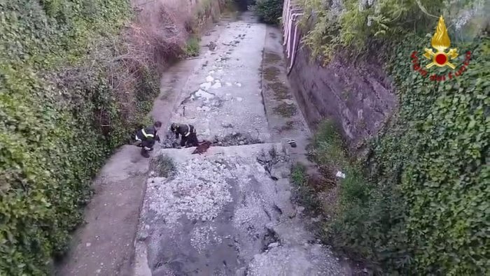 cagna partorisce in un canale di scolo salvataggio dei vigili del fuoco