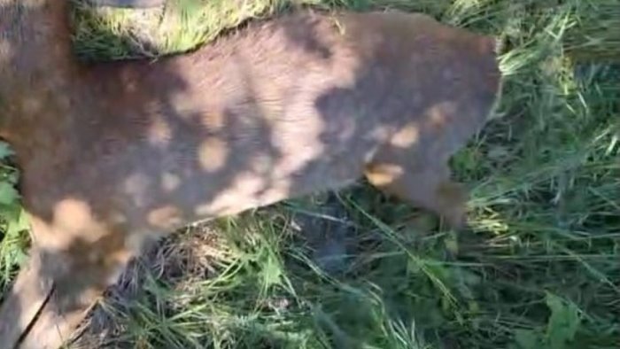 ancora un cervide investito e ucciso alle porte di benevento