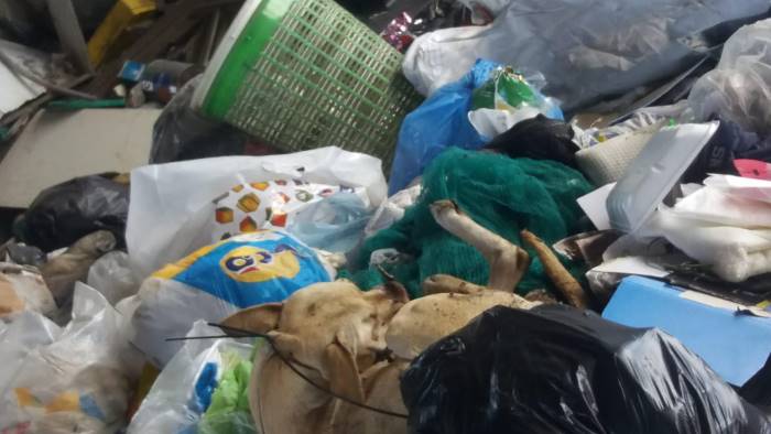 cane strangolato e buttato tra la spazzatura