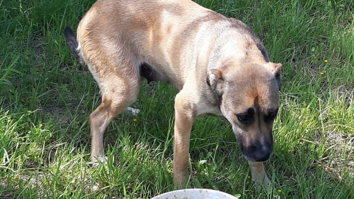 san nazzaro ok ai cani liberi e accuditi