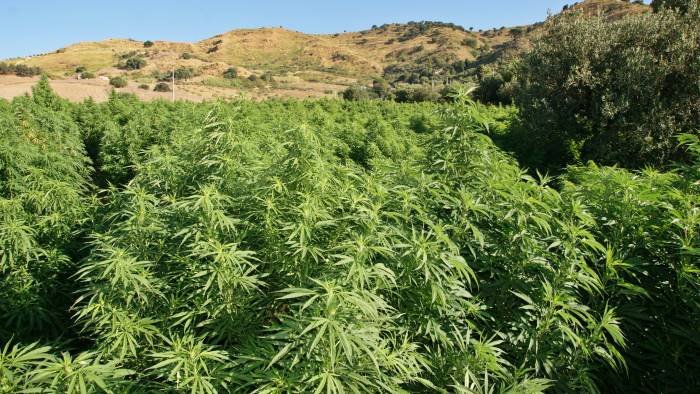 scoperta una piantagione di cannabis sui monti lattari