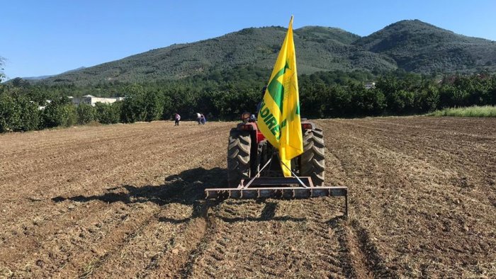 a giffoni valle piana parte la semina dell arachide